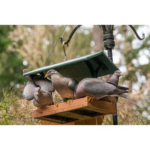 Horton, Janet 아티스트의 Flock of Band-tailed Pigeons cramming into a birdfeeder작품입니다.